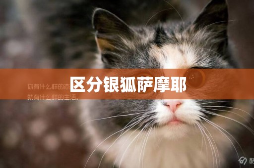 區分銀狐薩摩耶