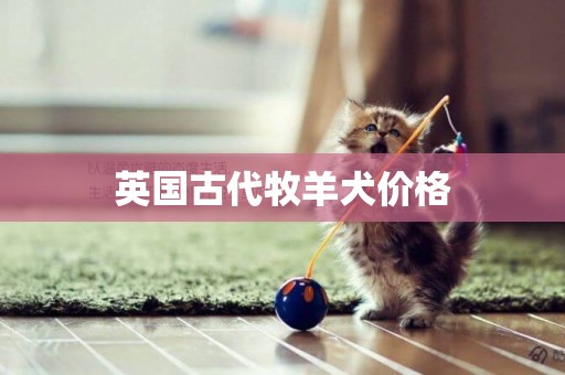 英國古代牧羊犬價格