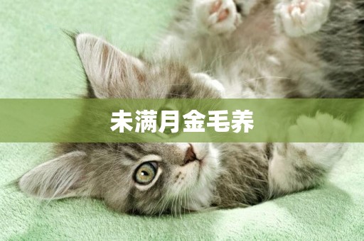 未滿月金毛養