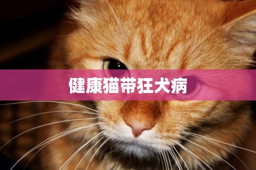 健康貓帶狂犬病