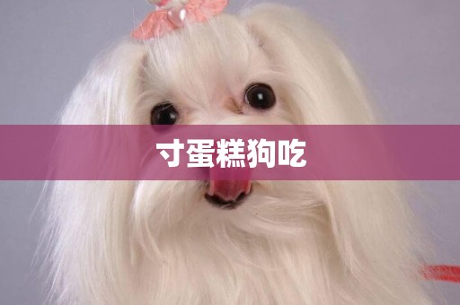 寸蛋糕狗吃