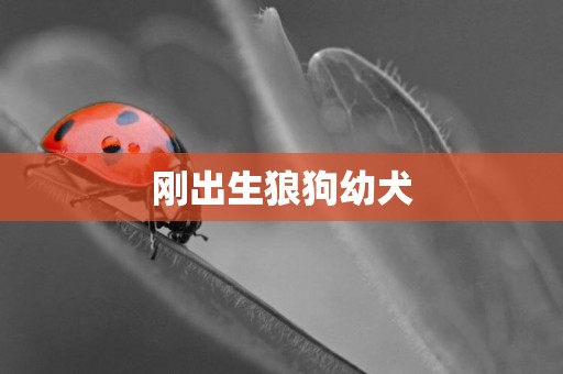 剛出生狼狗幼犬
