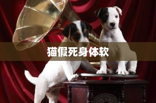 貓假死身體軟