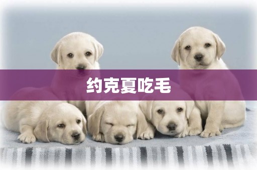 約克夏吃毛