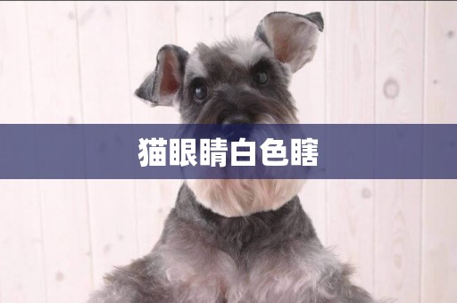 貓眼睛白色瞎