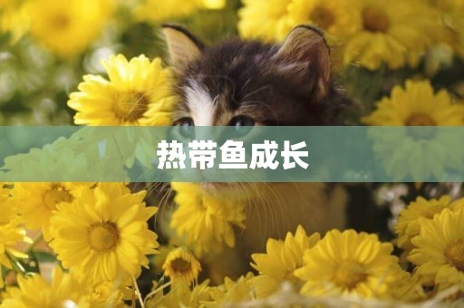熱帶魚成長