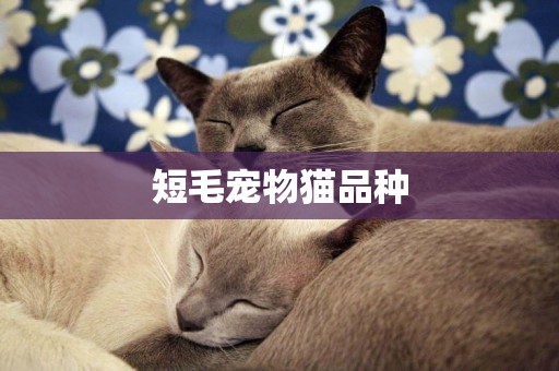短毛寵物貓品種