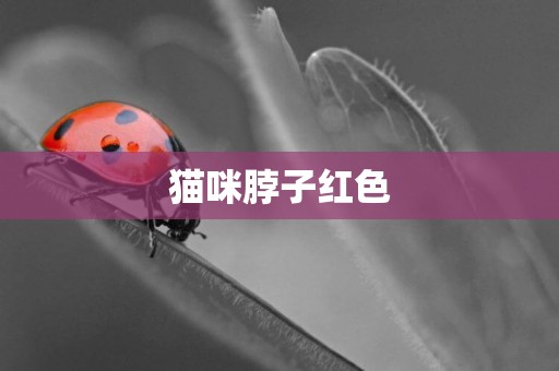 貓咪脖子紅色