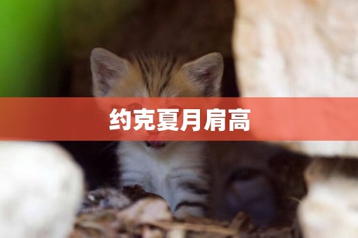 約克夏月肩高