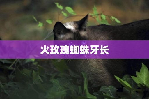 火玫瑰蜘蛛牙長