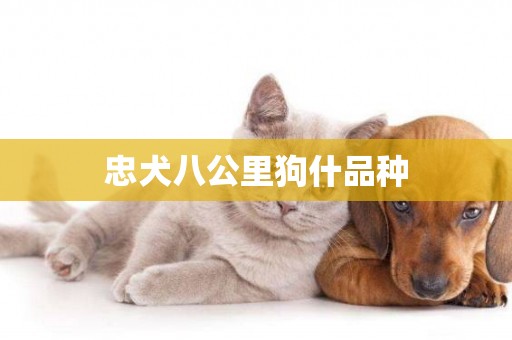 忠犬八公里狗什品種