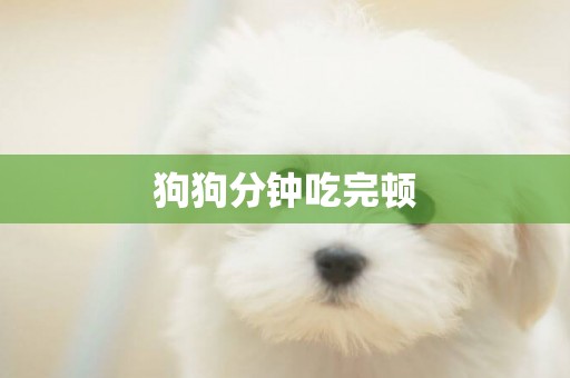 狗狗分鐘吃完頓
