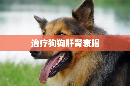 治療狗狗肝腎衰竭