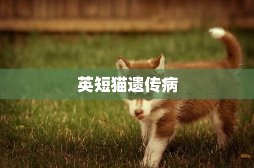 英短貓遺傳病
