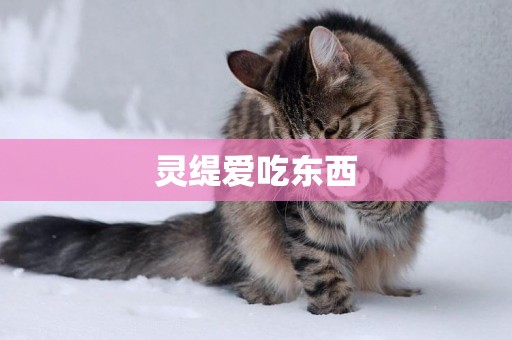 靈緹愛吃東西