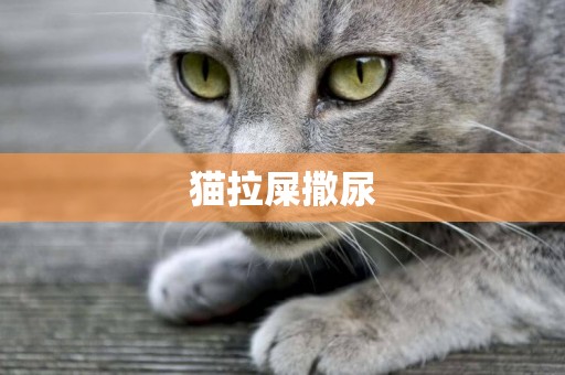 貓拉屎撒尿