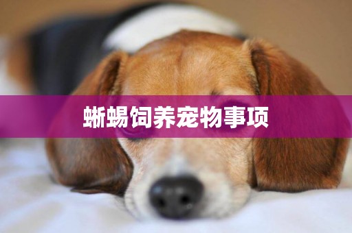 蜥蜴飼養寵物事項