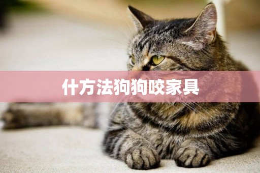 什方法狗狗咬家具