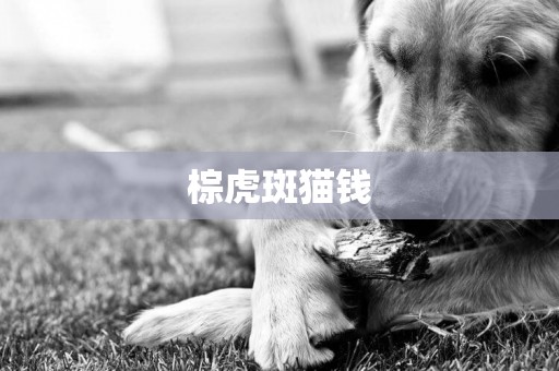 棕虎斑貓錢