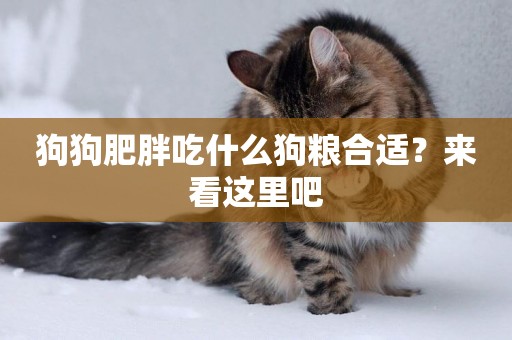 狗狗肥胖吃什么狗糧合適？來看這里吧