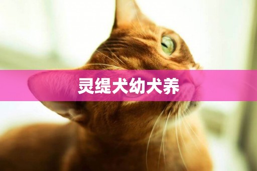 靈緹犬幼犬養