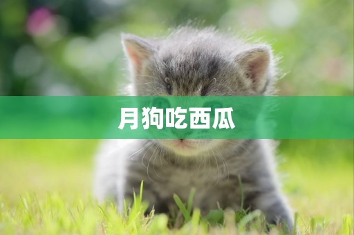 月狗吃西瓜