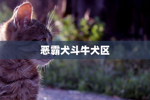惡霸犬斗牛犬區