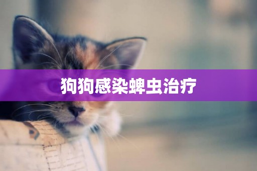 狗狗感染蜱蟲治療