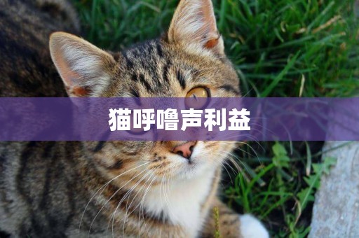 貓呼嚕聲利益