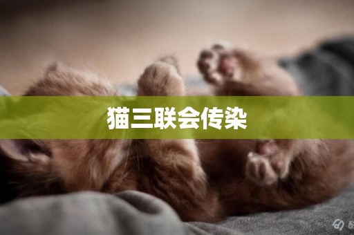 貓三聯會傳染