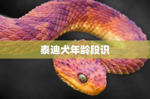 泰迪犬年齡段識
