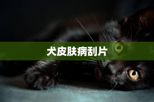 犬皮膚病刮片