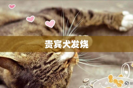 貴賓犬發燒