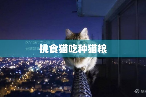 挑食貓吃種貓糧