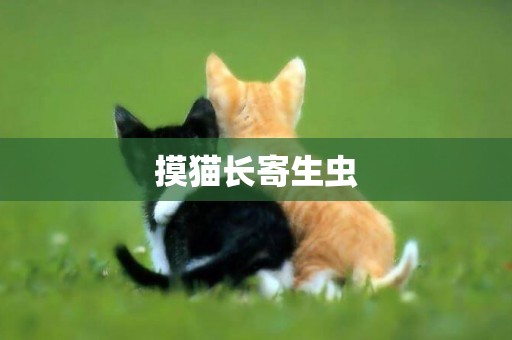 摸貓長寄生蟲