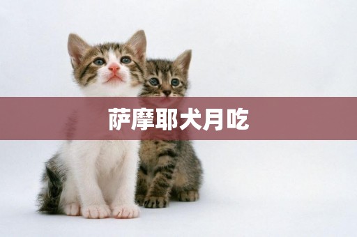 薩摩耶犬月吃