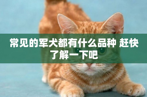 常見的軍犬都有什么品種 趕快了解一下吧
