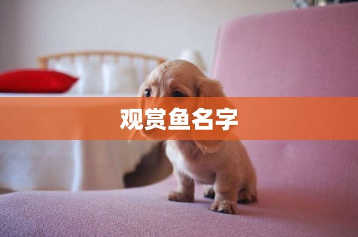 觀賞魚名字