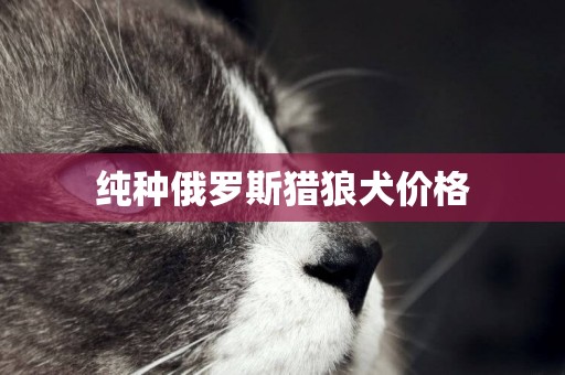 純種俄羅斯獵狼犬價格