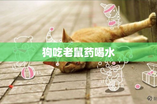 狗吃老鼠藥喝水