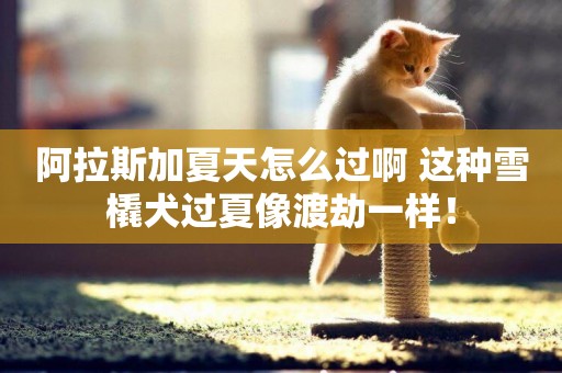 阿拉斯加夏天怎么過啊 這種雪橇犬過夏像渡劫一樣！