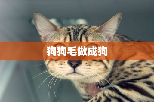 狗狗毛做成狗