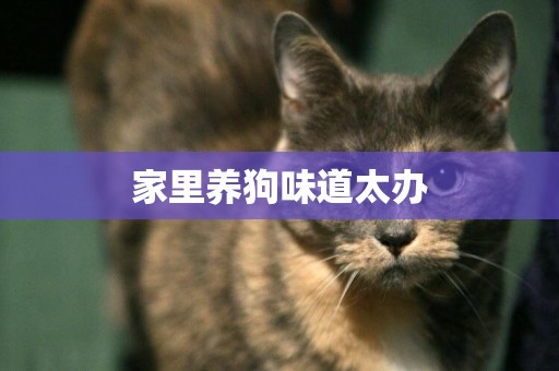 家里養狗味道太辦