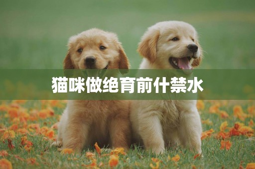 貓咪做絕育前什禁水