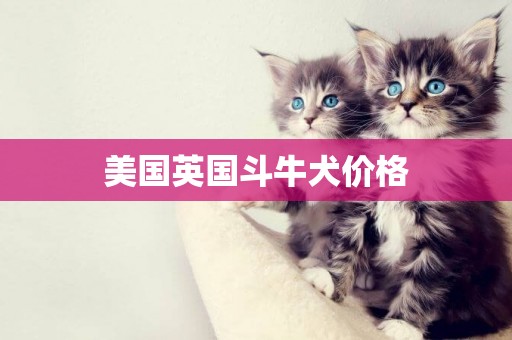 美國英國斗牛犬價格