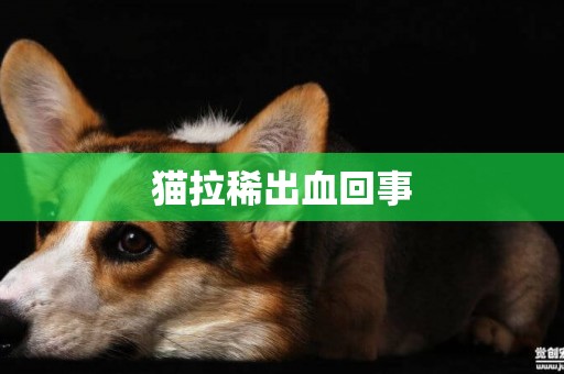 貓拉稀出血回事
