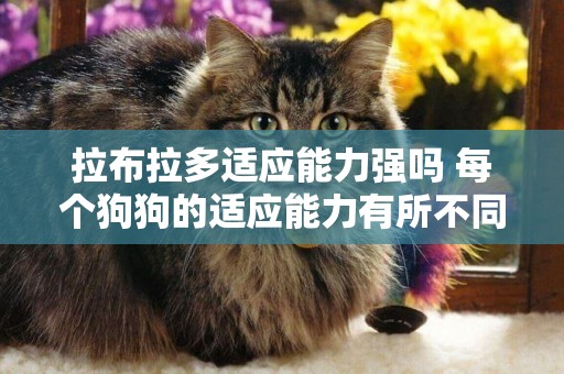 拉布拉多適應能力強嗎 每個狗狗的適應能力有所不同