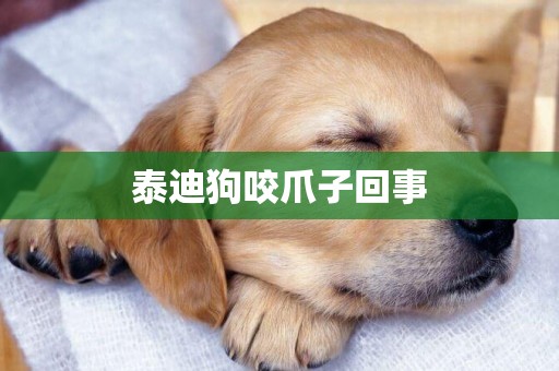 泰迪狗咬爪子回事