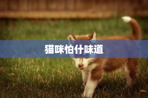 貓咪怕什味道
