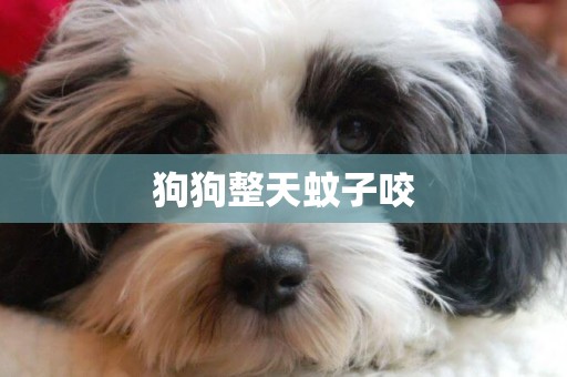 狗狗整天蚊子咬